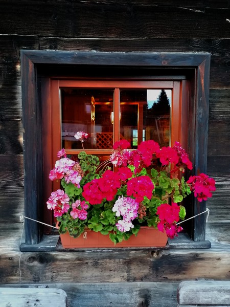 Fenster mit Blumen c_Severin Hirsch
