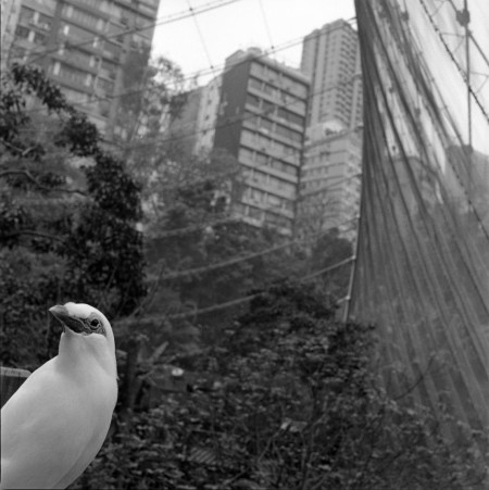 weißer Vogel vor Hochhäsuern, Foto von Zita Oberwalder