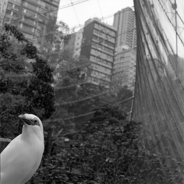 Weißer Vogel in Freiflughalle Hongkong c_Zita_Oberwlader